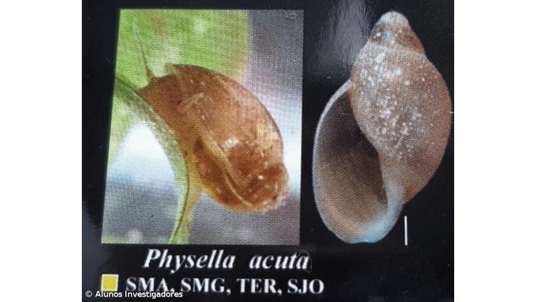 A Fascíola Hepática nos Açores. Como Fizemos... Conclusões do estudo – Imagem 6