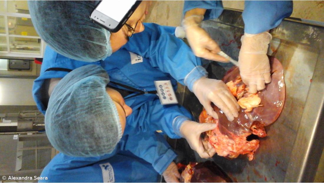 A Fascíola Hepática nos Açores. Como Fizemos... Conclusões do estudo – Imagem 7