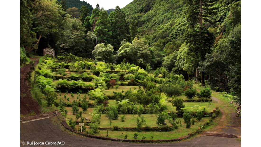 Fajã do Rodrigo vai reabrir em 2021 com trilho pedestre – Imagem 2