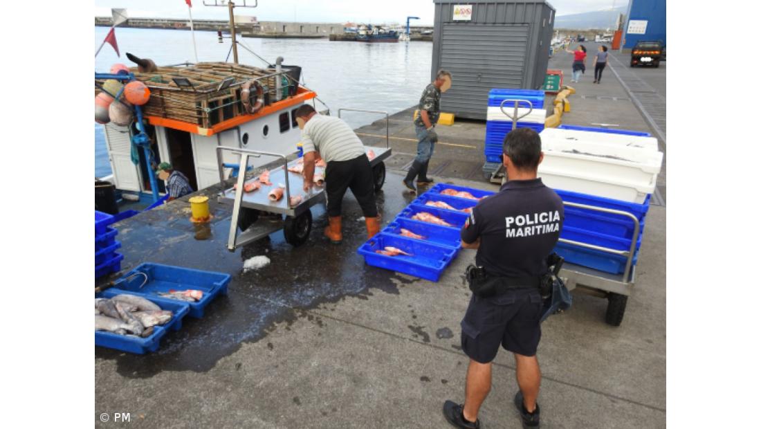 Polícia Marítima da Horta apreende 700 quilos de pescado capturado em área protegida – Imagem 1