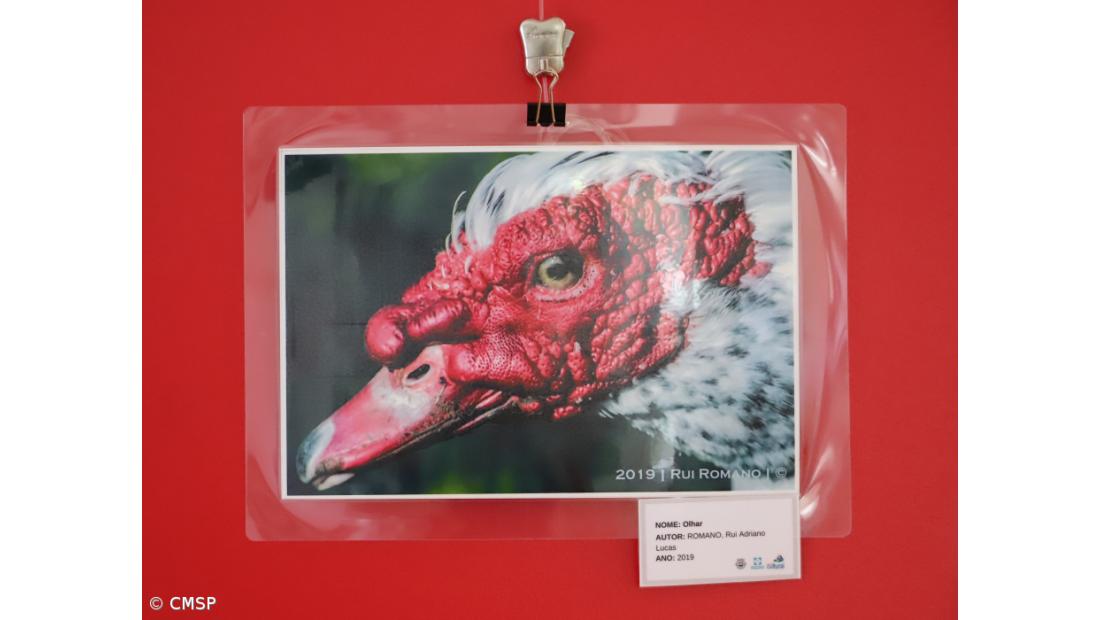 Exposição ‘Mistérios da Ilha’ na ilha do Pico – Imagem 2