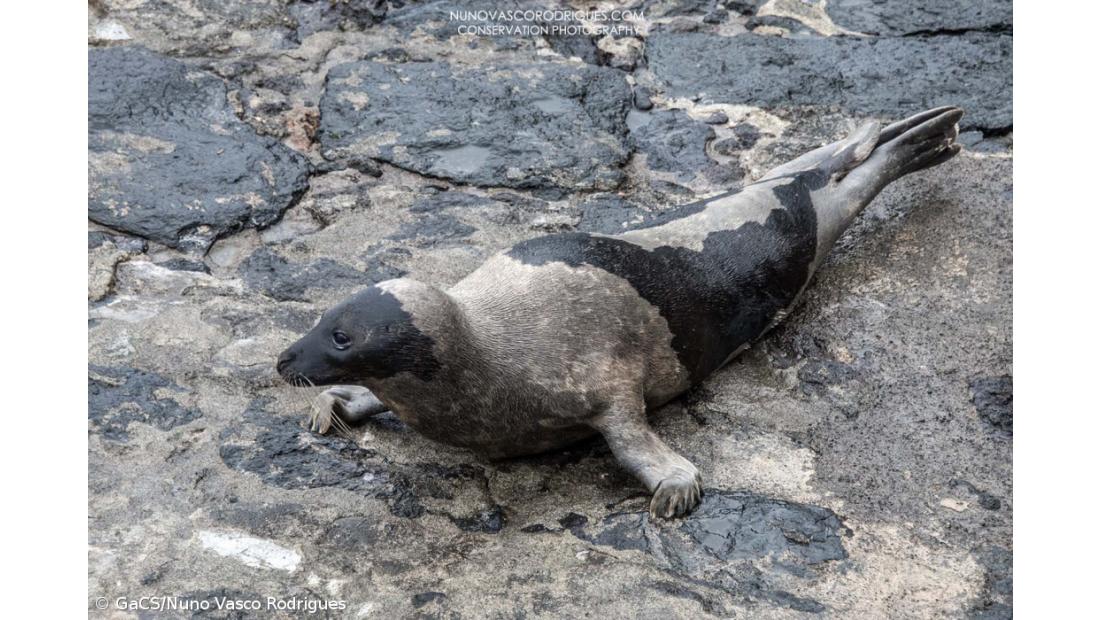 Foca-da-Gronelândia avistada na ilha do Faial – Imagem 2