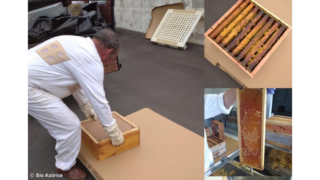 Bio Azórica lança mel biológico – Imagem 2