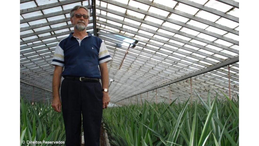 Profrutos espera transformar ananás em São Miguel em 2009