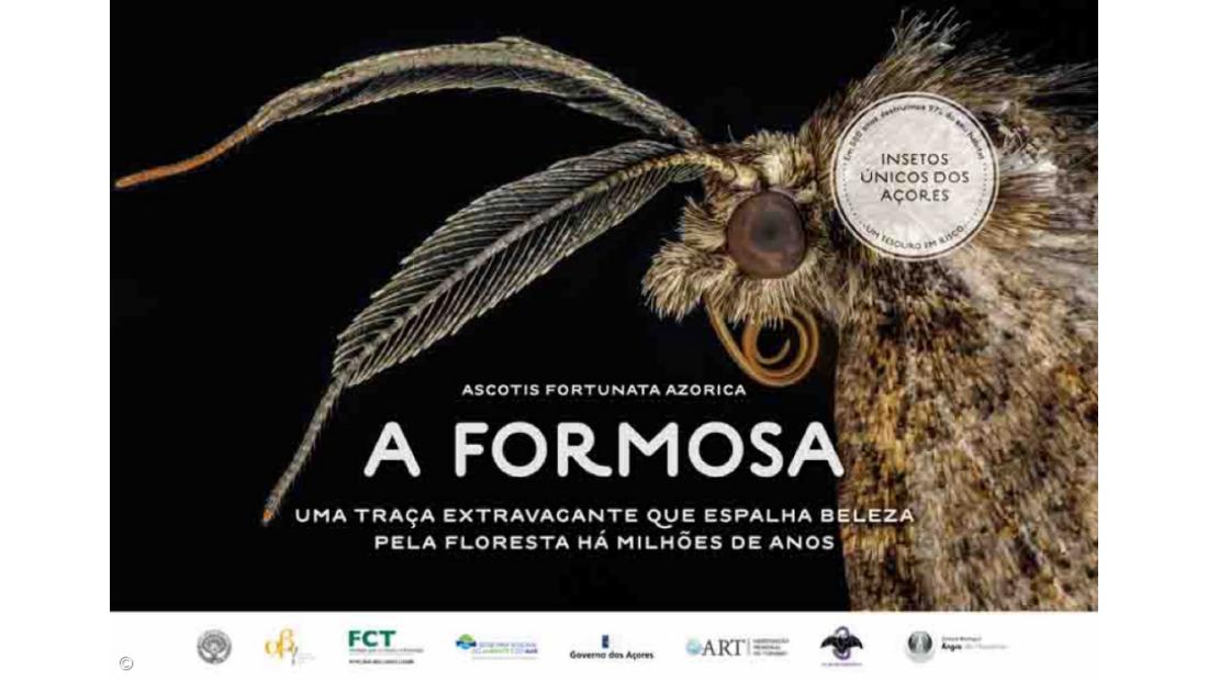 Insects that are millions of years old and 'worth' millions of Euros – Imagem 2