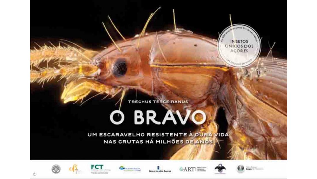 Insects that are millions of years old and 'worth' millions of Euros – Imagem 4