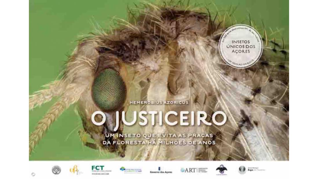 Insects that are millions of years old and 'worth' millions of Euros – Imagem 5