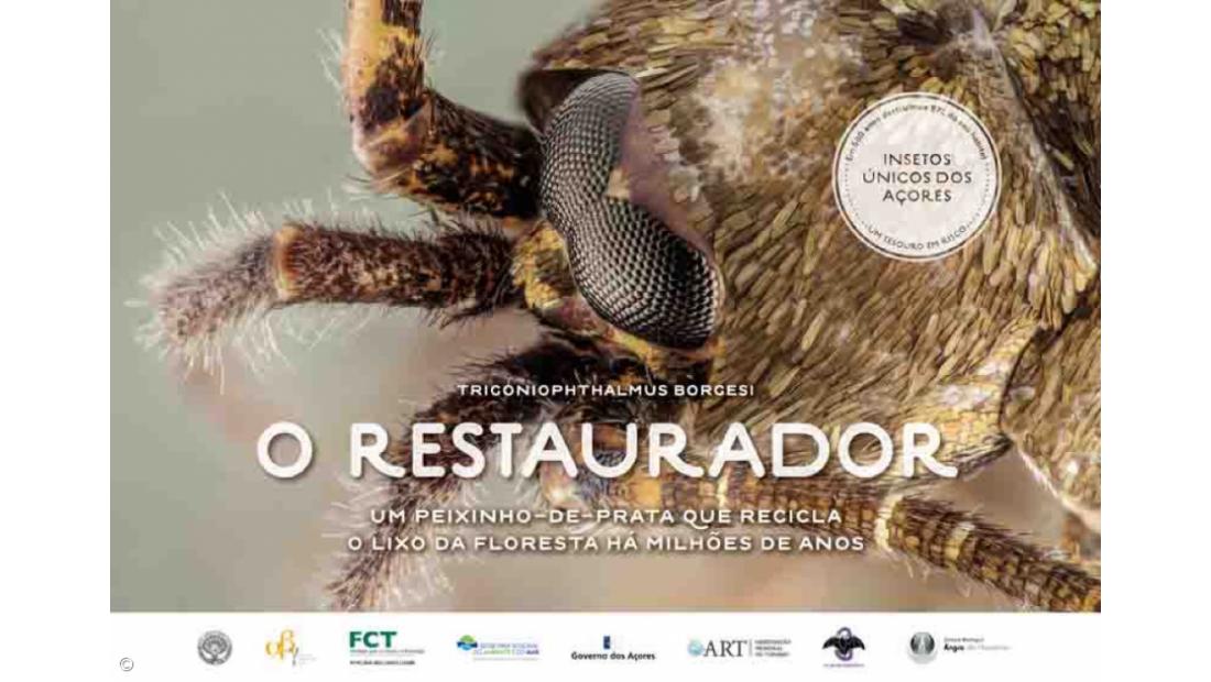 Insects that are millions of years old and 'worth' millions of Euros – Imagem 6