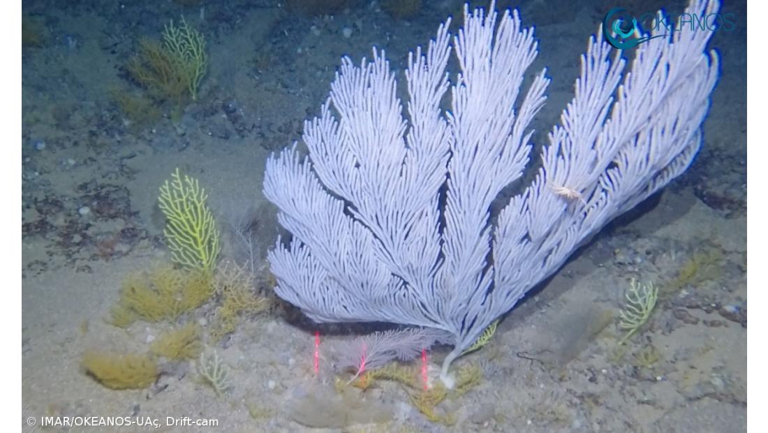 Missão no mar profundo revela jardins de corais  – Imagem 2