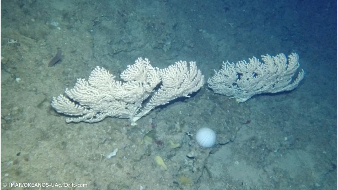Missão no mar profundo revela jardins de corais  – Imagem 3