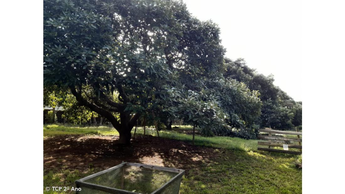 Produtos livres de pesticidas utilizados na EFTH – Imagem 11