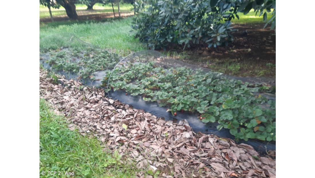 Produtos livres de pesticidas utilizados na EFTH – Imagem 10