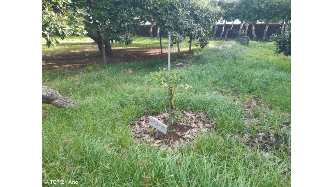 Produtos livres de pesticidas utilizados na EFTH – Imagem 9