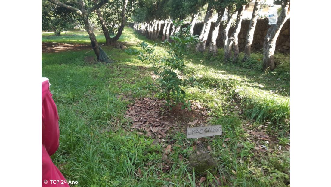 Produtos livres de pesticidas utilizados na EFTH – Imagem 5