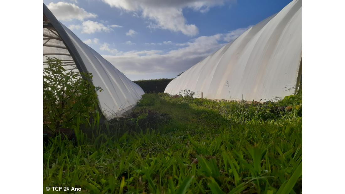 Produtos livres de pesticidas utilizados na EFTH – Imagem 3