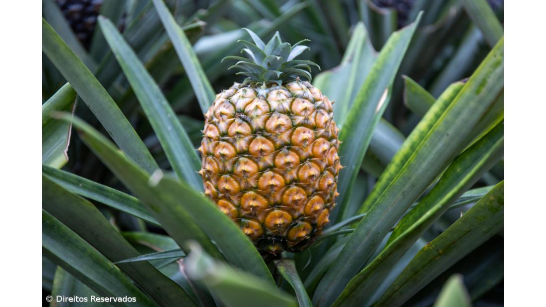Ananás não deixou de se vender mas preço caiu 50% – Imagem 5