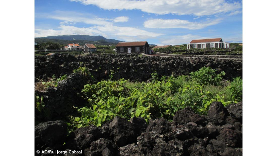 Pragas continuam a ameaçar a produção de uva apesar de “ano excecional”