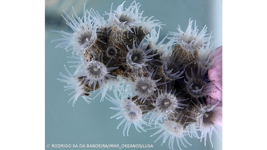 Projeto ATLAS descobre 12 novas espécies no mar profundo do oceano Atlântico
