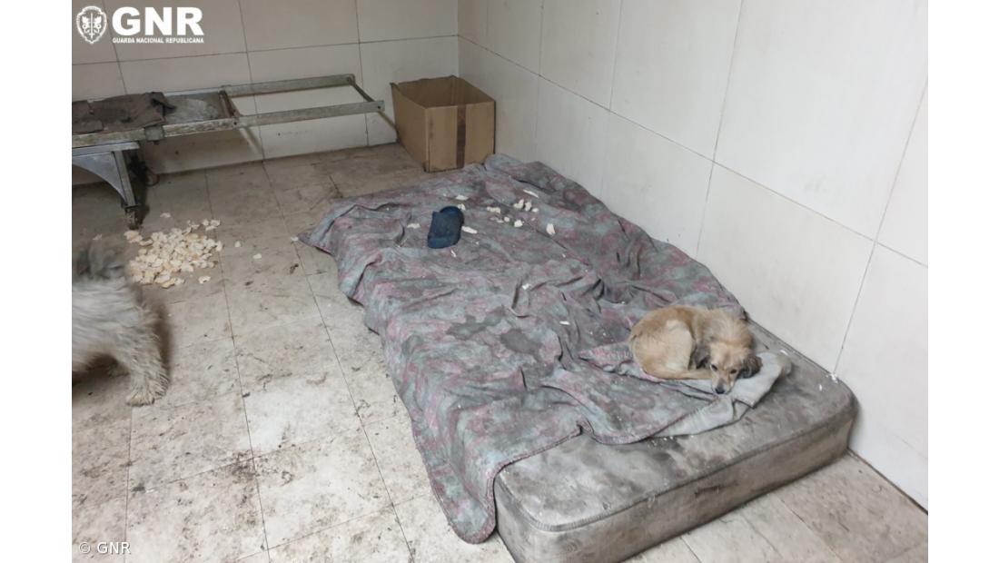 Encerramento de estabelecimento de fabrico e venda de pão na Relva – Imagem 2