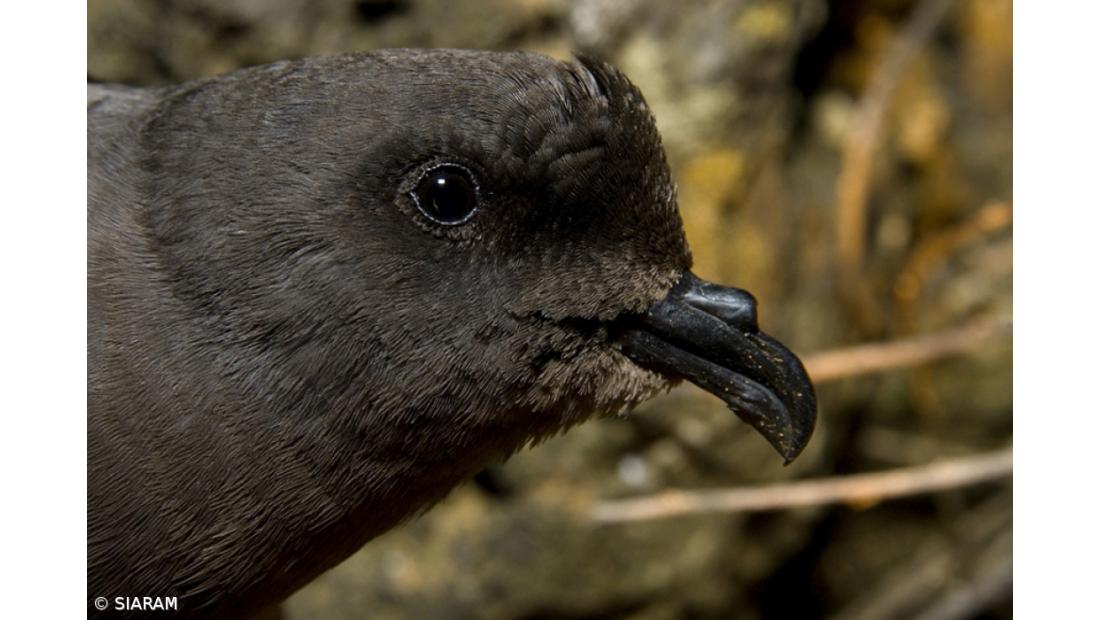 Ave do Ano 2021 é exclusiva dos Açores – Imagem 2