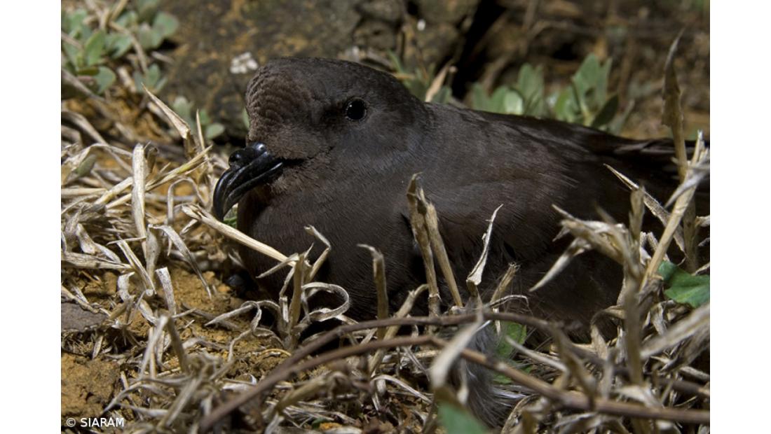 Ave do Ano 2021 é exclusiva dos Açores – Imagem 3