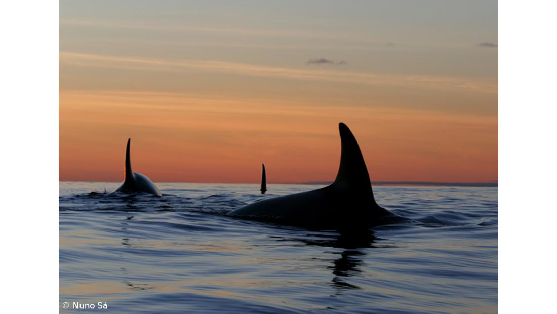 Nuno Sá mostra trabalhos em Nordeste