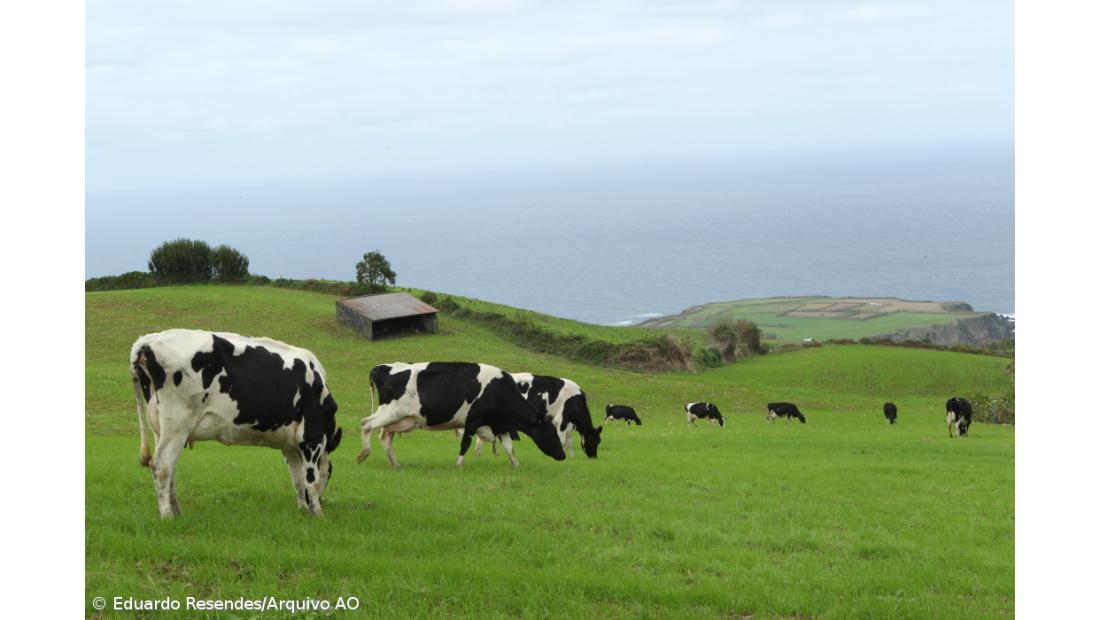 Aumentou diferencial do preço médio pago aos lavradores 