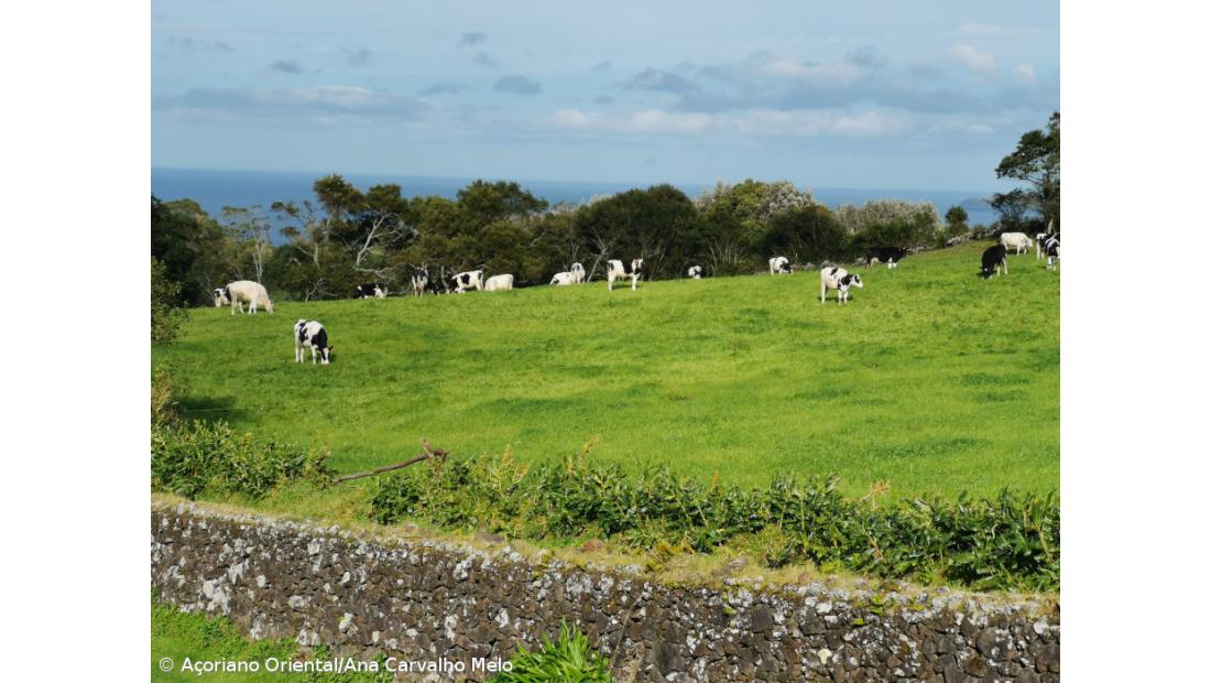 Produtores de leite e carne da ilha Terceira anunciam marcha lenta pelo aumento dos preços