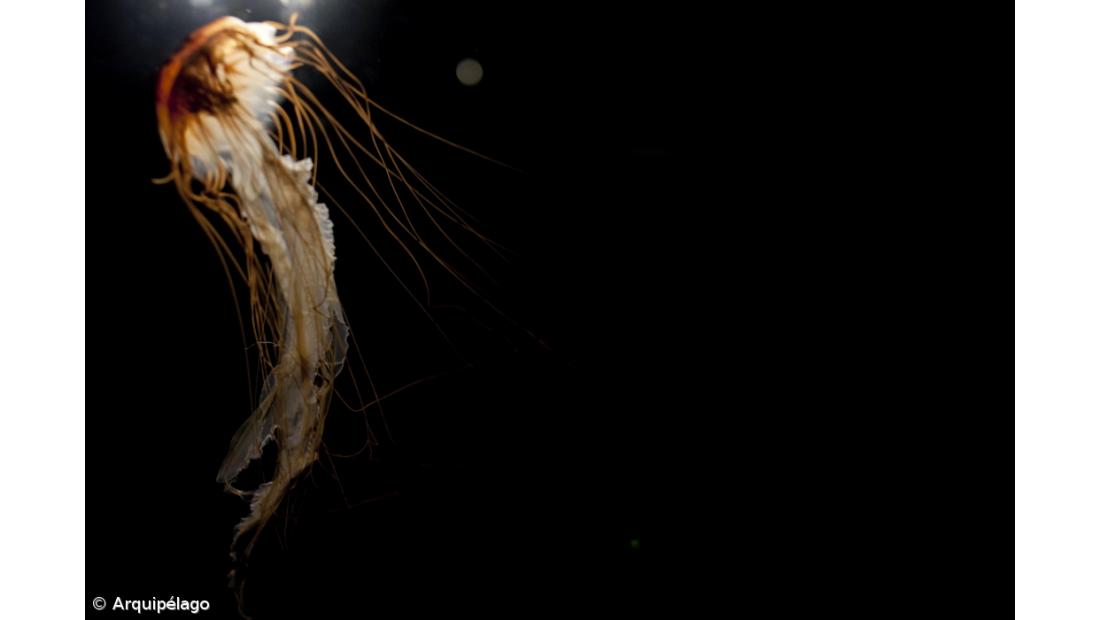 “Prazer do Espírito e do Olhar” no Museu da Indústria Baleeira – Imagem 2