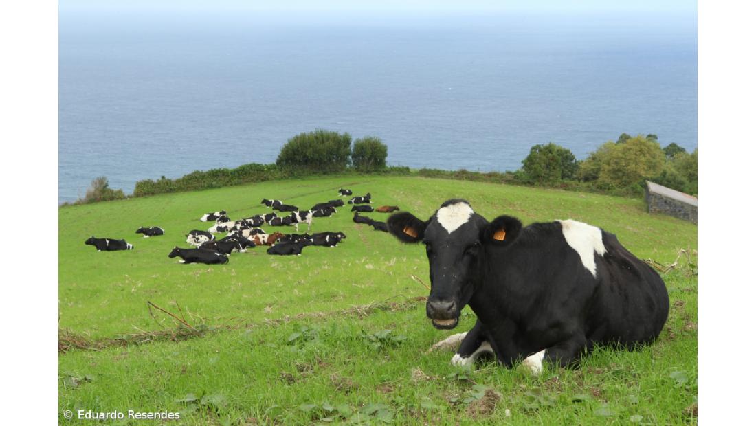 Redução da produção de leite com 952 candidatos 