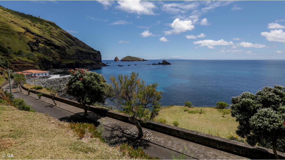 Estudo defende proteção do habitat da ave marinha endémica dos Açores