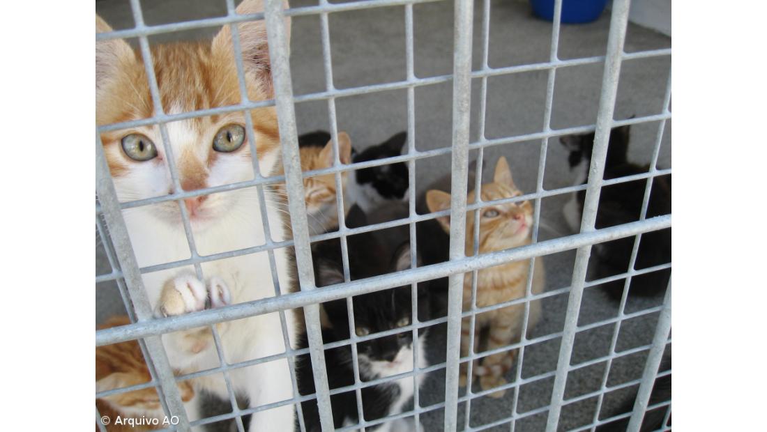 Campanha de esterilização e identificação para cães e gatos