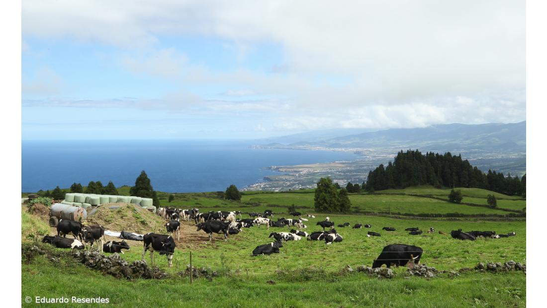Plano de apoio à agricultura disponibiliza 24ME para os Açores