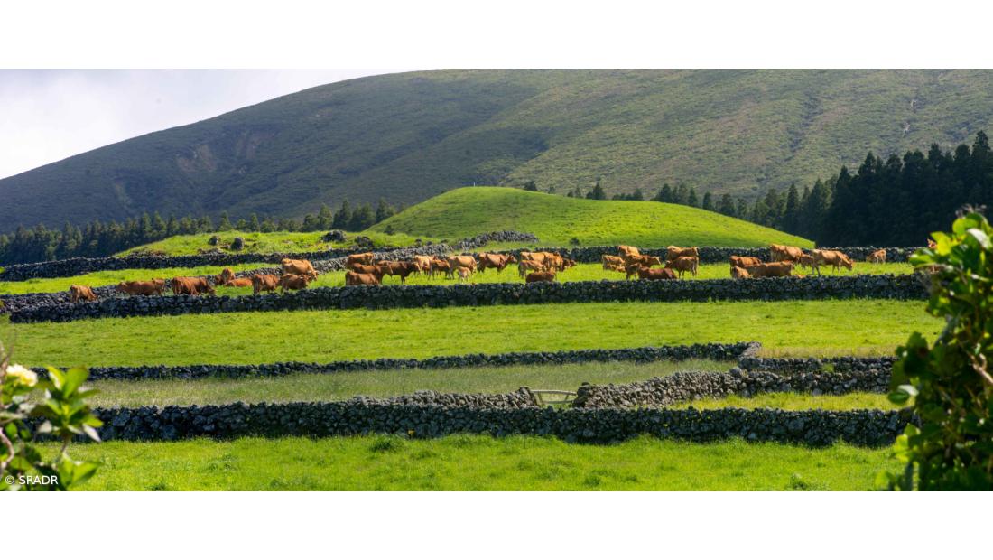 Governo Regional apoia produtores da raça bovina Ramo Grande 