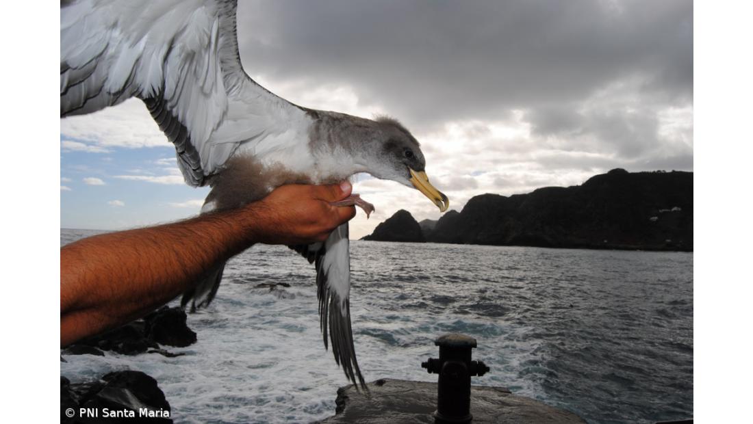 Campanha SOS Cagarro salvou perto de 10 mil aves nos Açores