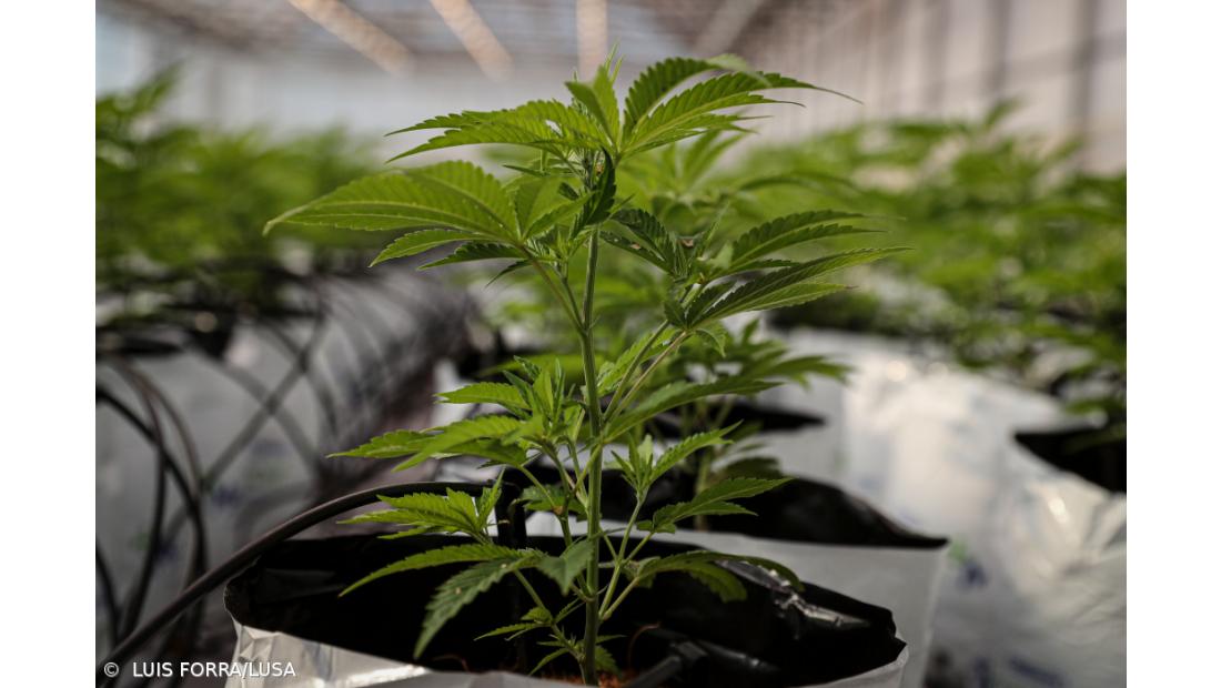 Empresa quer produzir 20 toneladas de canábis para fins medicinais por ano no Algarve  – Imagem 1