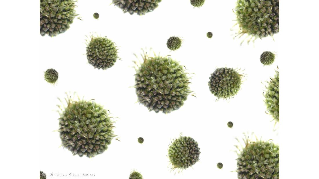 Destruição de habitats aproximou vírus do homem e riscos vão continuar, diz especialista