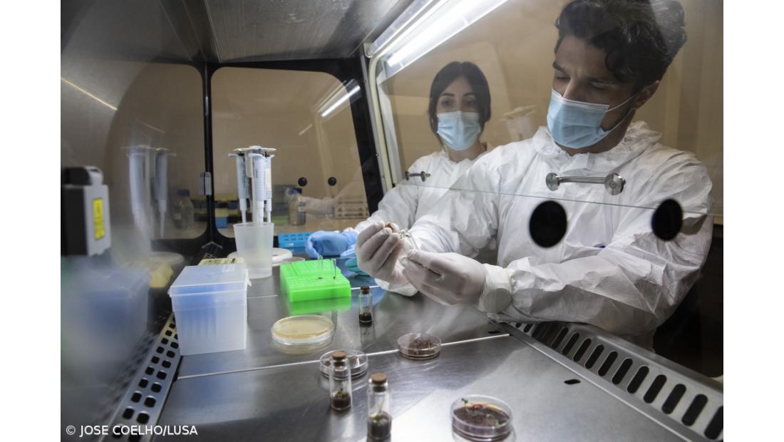 Açoriano desenvolve vacina comestível contra a Covid – Imagem 1