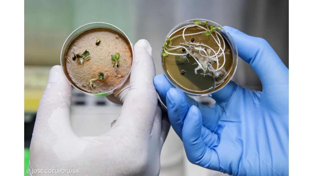 Açoriano desenvolve vacina comestível contra a Covid – Imagem 2