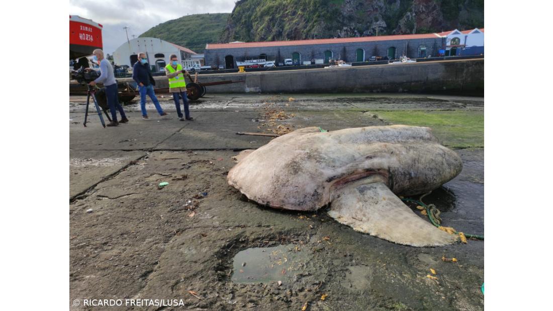 Peixe-lua com quase 3 toneladas encontrado morto junto a porto da Horta