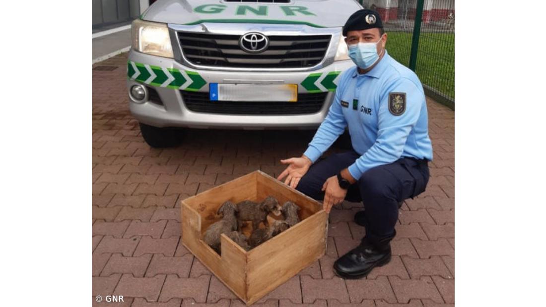 Regaste de oito cães abandonados no Pico da Pedra