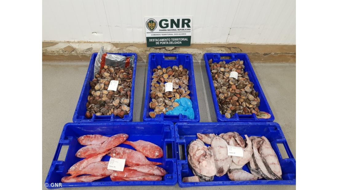 Apreensão de 37 quilos de pescado em São Miguel
