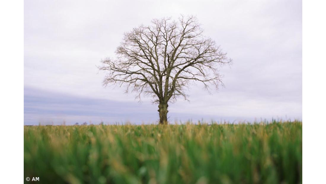 Investigadores criam árvore genealógica da humanidade mais completa de sempre