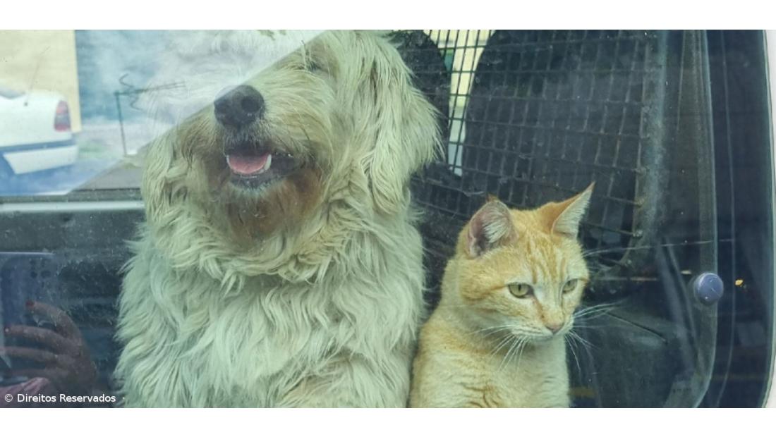 BE/Açores alerta para "constrangimento financeiro" em associações de Proteção Animal