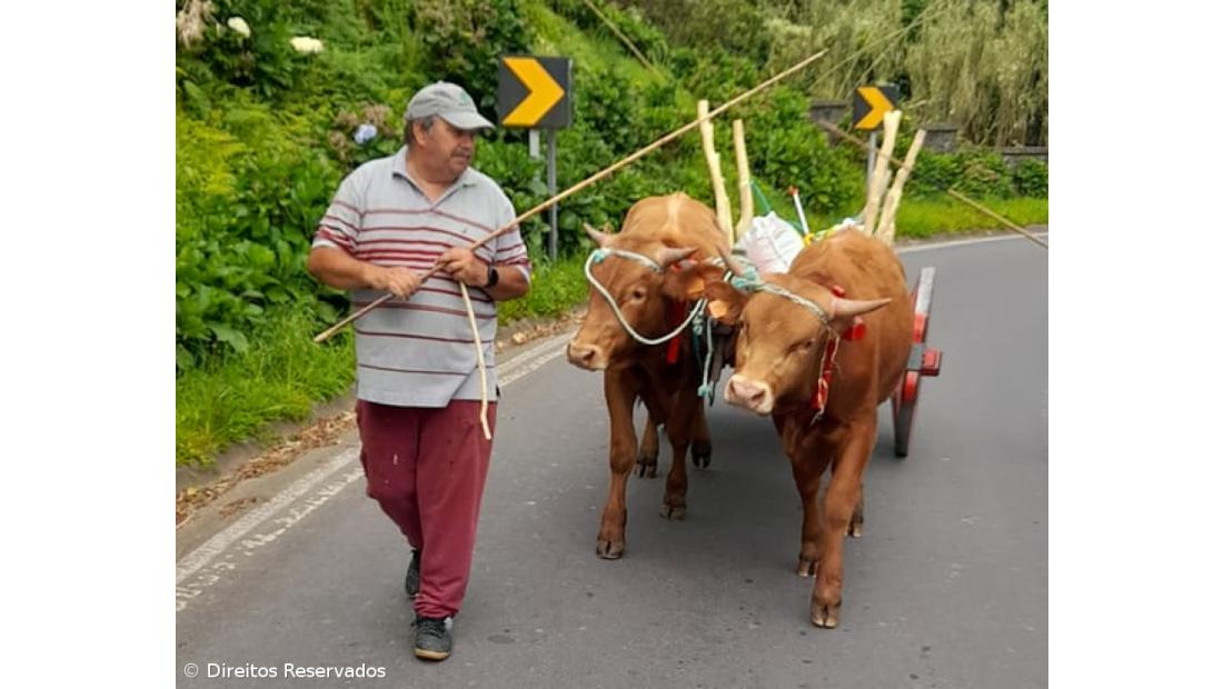 Festa do Milho recria sementeira à moda antiga na Ajuda da Bretanha