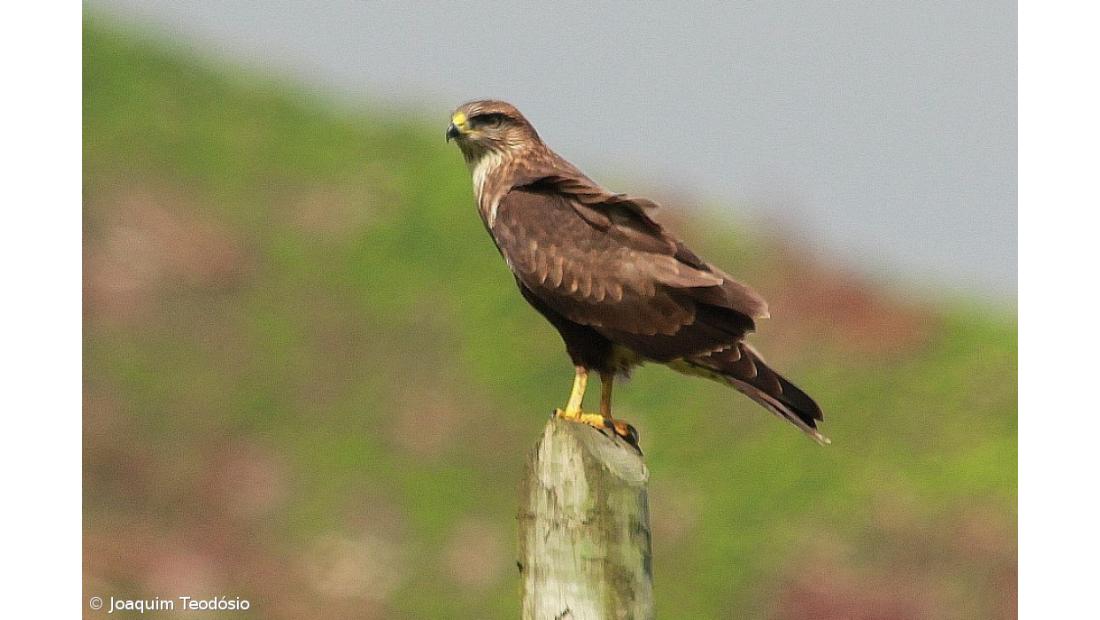 SPEA revela que a cada ano que passa contam-se menos milhafres nos Açores