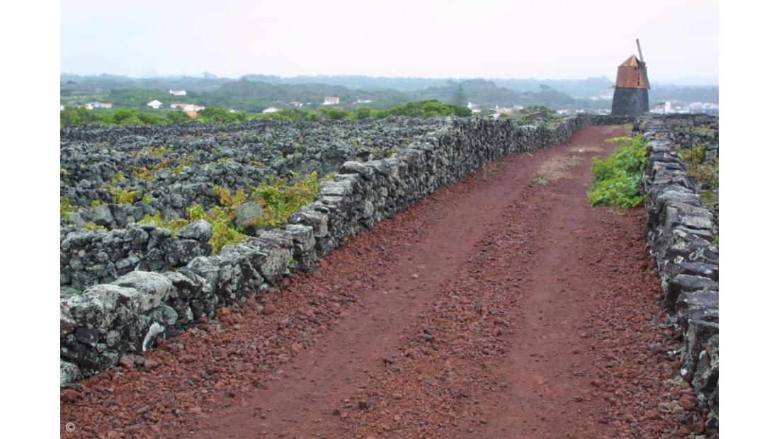 Ambientalistas condenam abate de aves endémicas nos Açores