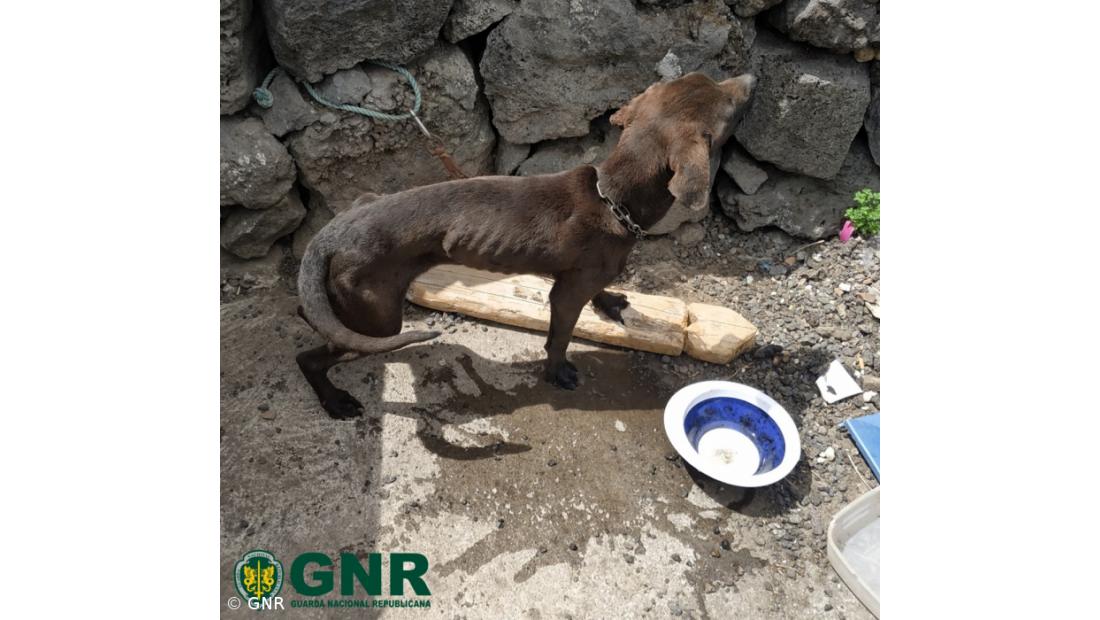Homem constituído arguido por maus-tratos a animais de companhia