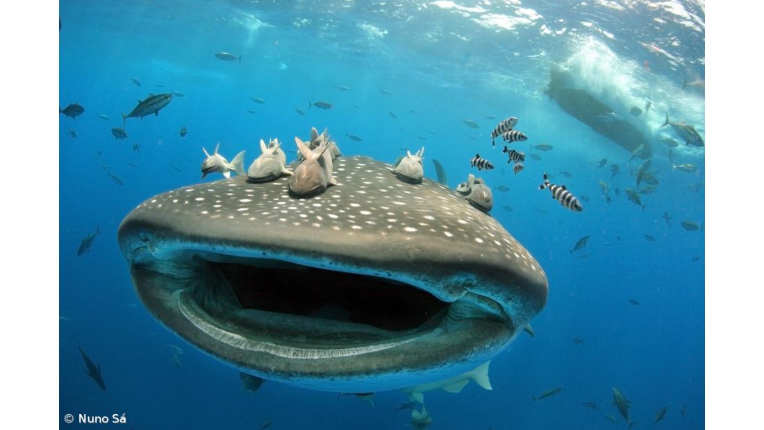 Documentário desvenda visitas do tubarão-baleia a Santa Maria – Imagem 2