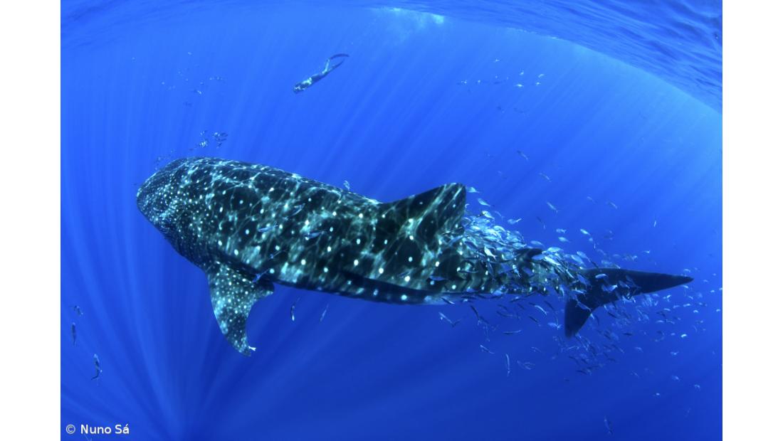 Documentário desvenda visitas do tubarão-baleia a Santa Maria – Imagem 3